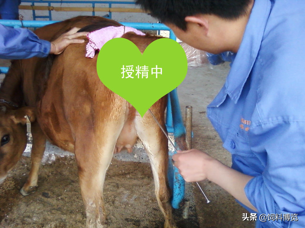 奶牛人工授精技术,奶牛人工授精操作全程