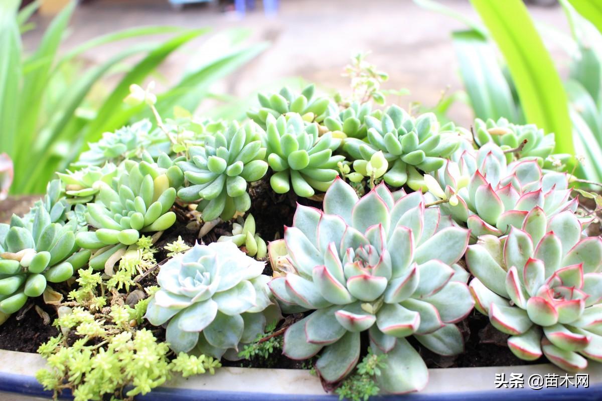 盆景苗木种植前景,花卉盆景苗木市场