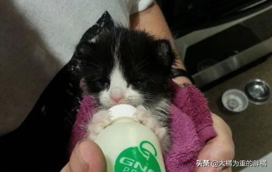 两只猫被收养后的幸福生活,两只流浪猫被收养后的幸福生活