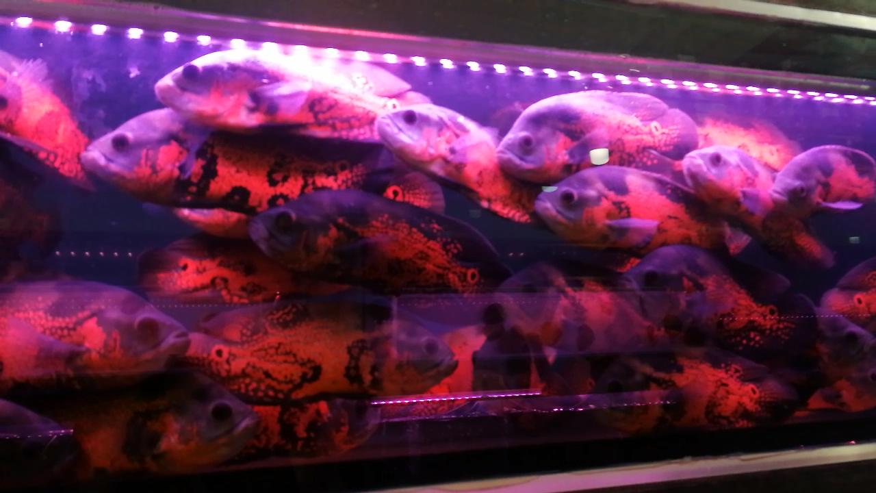 凶猛观赏鱼从哪里买,观赏鱼市场买热带鱼