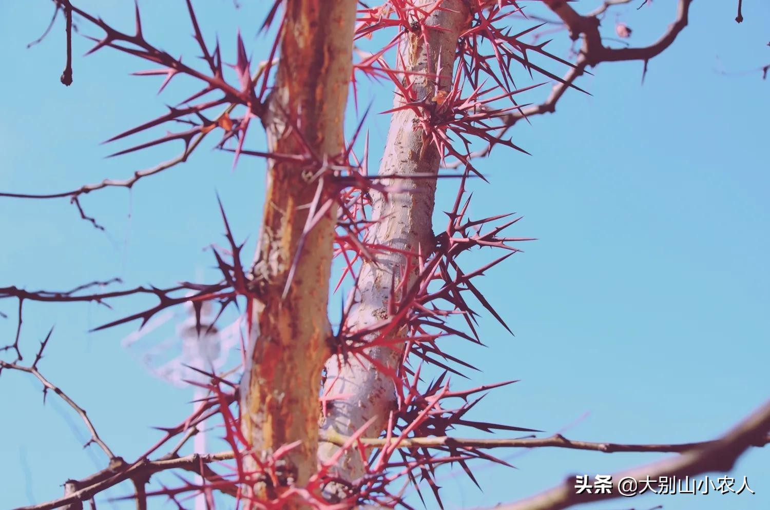 疯狂的皂荚树：热潮后被嫌弃，因能解除“卡脖子”危机又王者归来