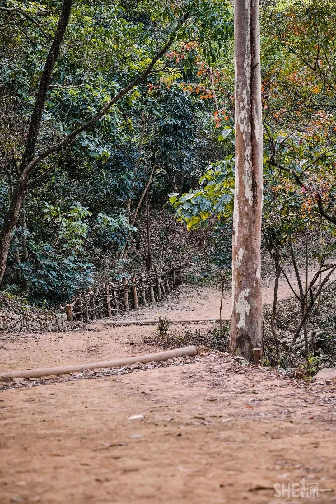 深圳首条手作“原始登山道”，人少好爬景色超美…过年去哪不用愁