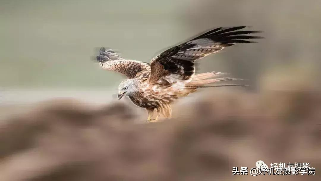 拍鸟最佳相机镜头配置,相机拍鸟技巧图解