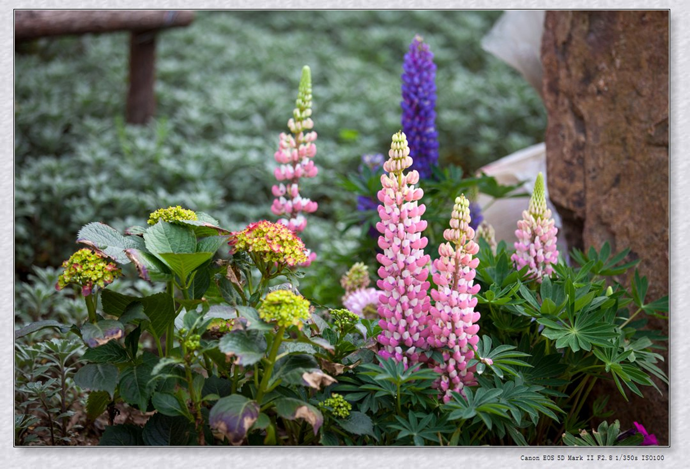 常州旅游东方盐湖城,骆驼之旅视频