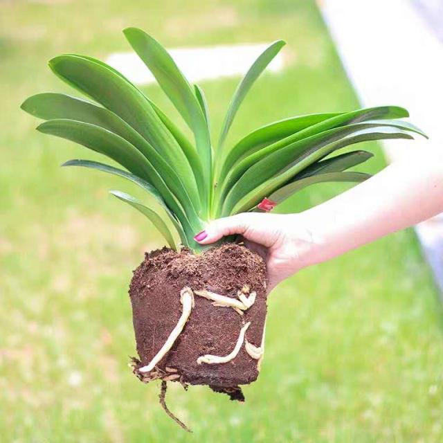 家庭养花，必备3种肥，简单无异味，水水灵灵开满花