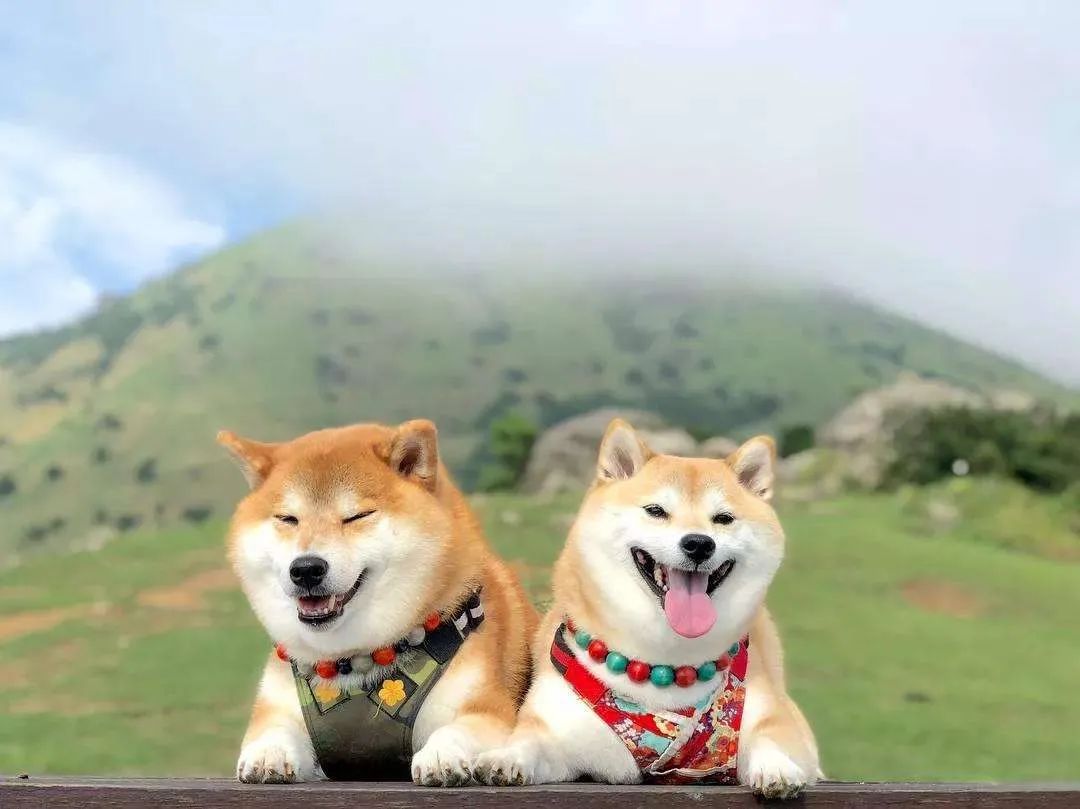 又到发情高峰期，主人忽视这些护理，小心疾病找上狗狗