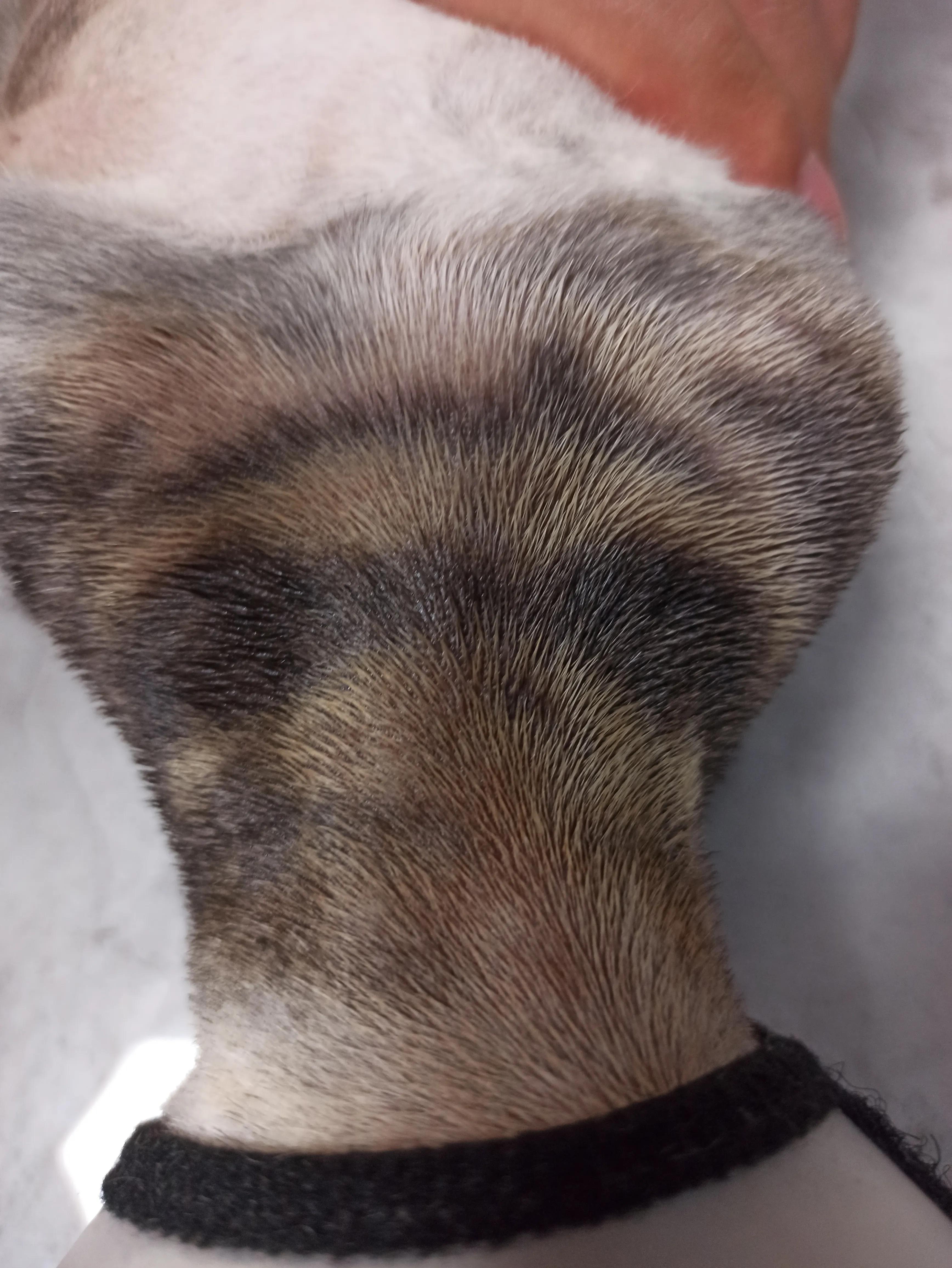 猫癣治疗的四个阶段,猫癣治愈的过程