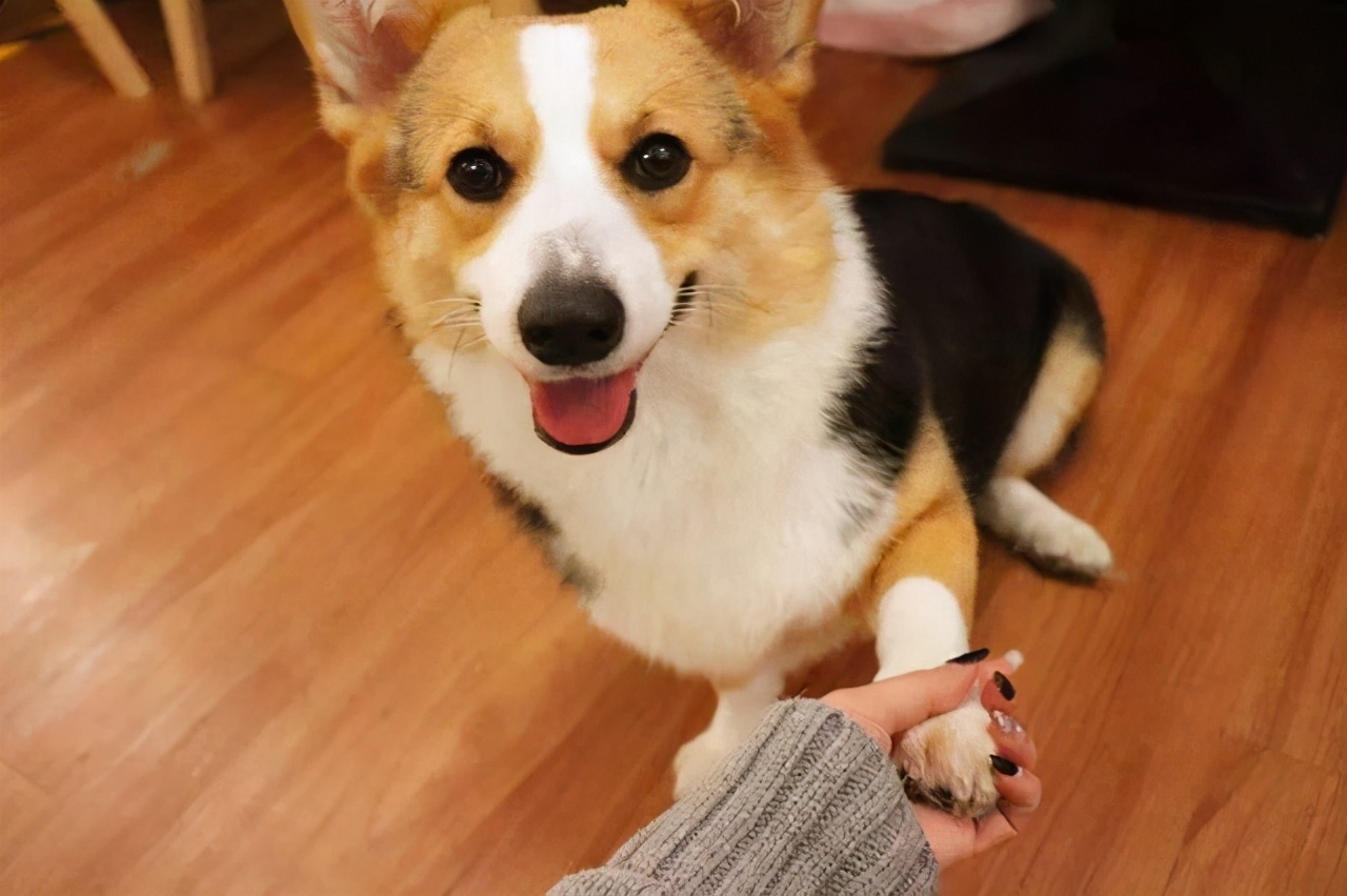 新手养什么狗小型犬便宜寿命长,什么样的宠物狗最好养温顺不生病