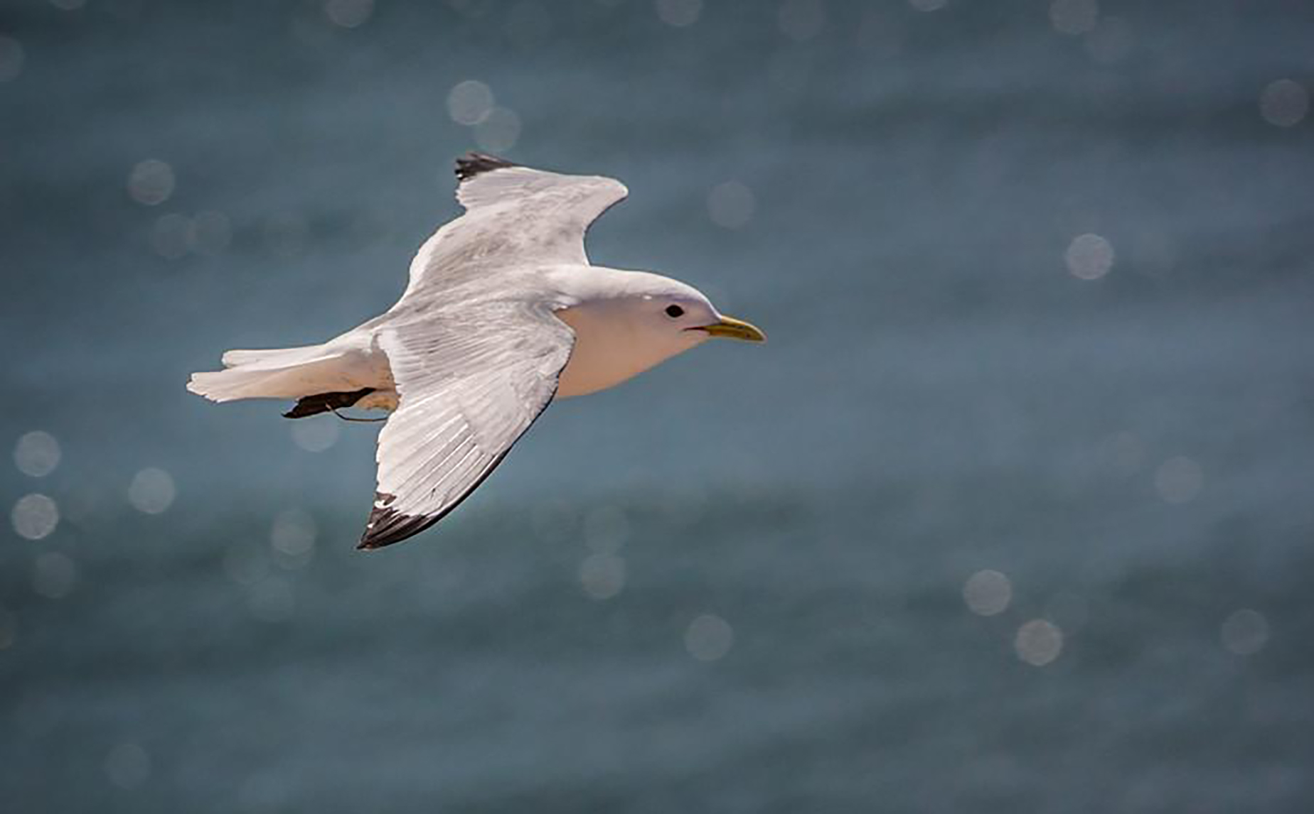 东江揽胜,惠州淡水常见鸟类图谱
