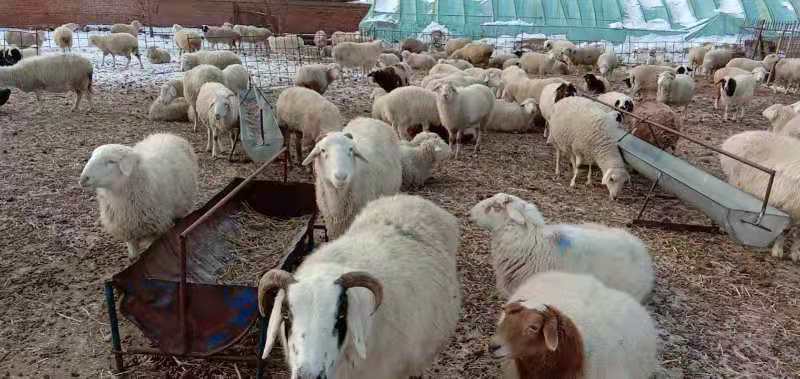 养羊用好两诀窍一年多赚20万元,养羊快速盈利