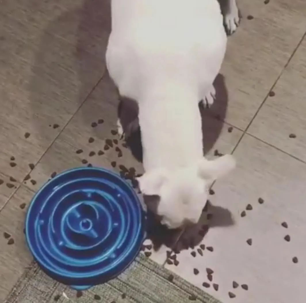 狗狗有人路过乱叫怎么训练,怎么让陌生狗一叫就过来