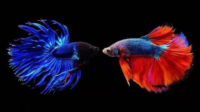 小鱼缸养一只斗鱼,小鱼缸只养一两条鱼该养哪种