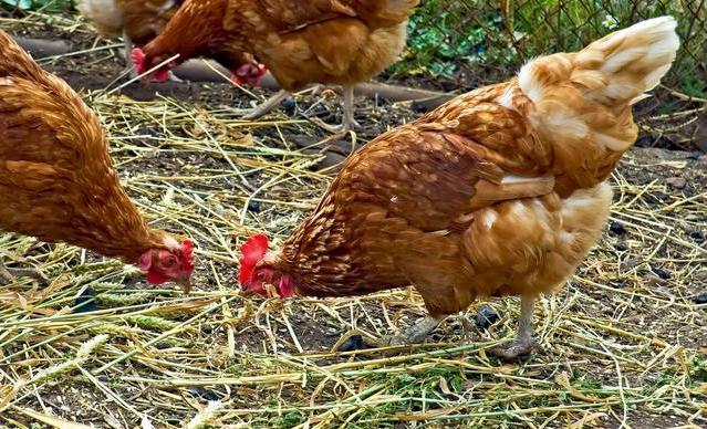 鸡舍杀菌消毒设备,畜禽养殖场臭氧消毒方案