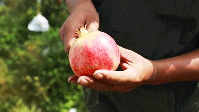 正宗的河阴软籽石榴分享给大家,河西软籽石榴