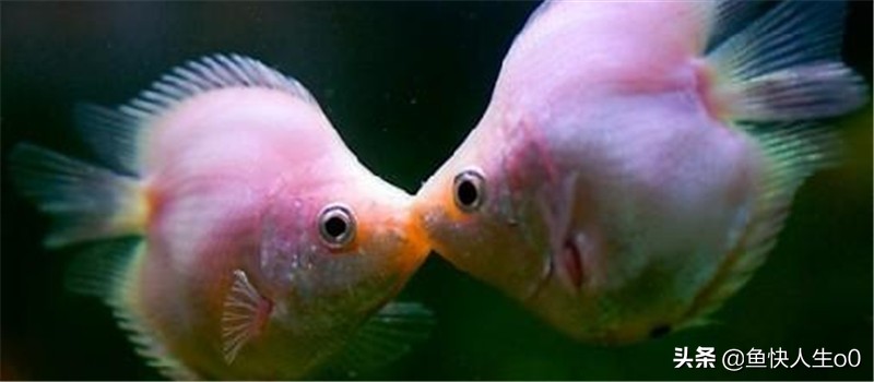 观赏鱼黄脓便怎么办,观赏鱼肠炎下药多久起效