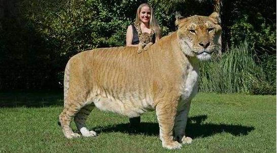 世界上第一只狮虎兽,狮虎兽和虎狮兽为什么体型巨大