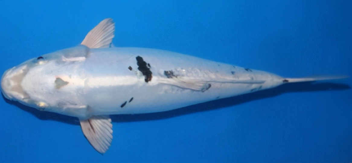 锦鲤的十三个大类名字叫什么,锦鲤十三鳞