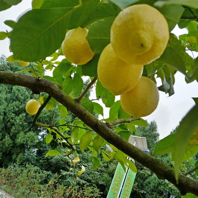 安岳柠檬小镇宝森收门票不,安岳宝森柠檬小镇门票