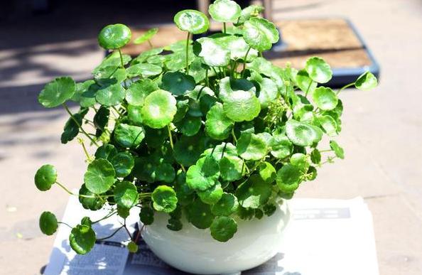 花草叶子干枯蔫了怎么回事,花缺水叶子都蔫了多久能恢复