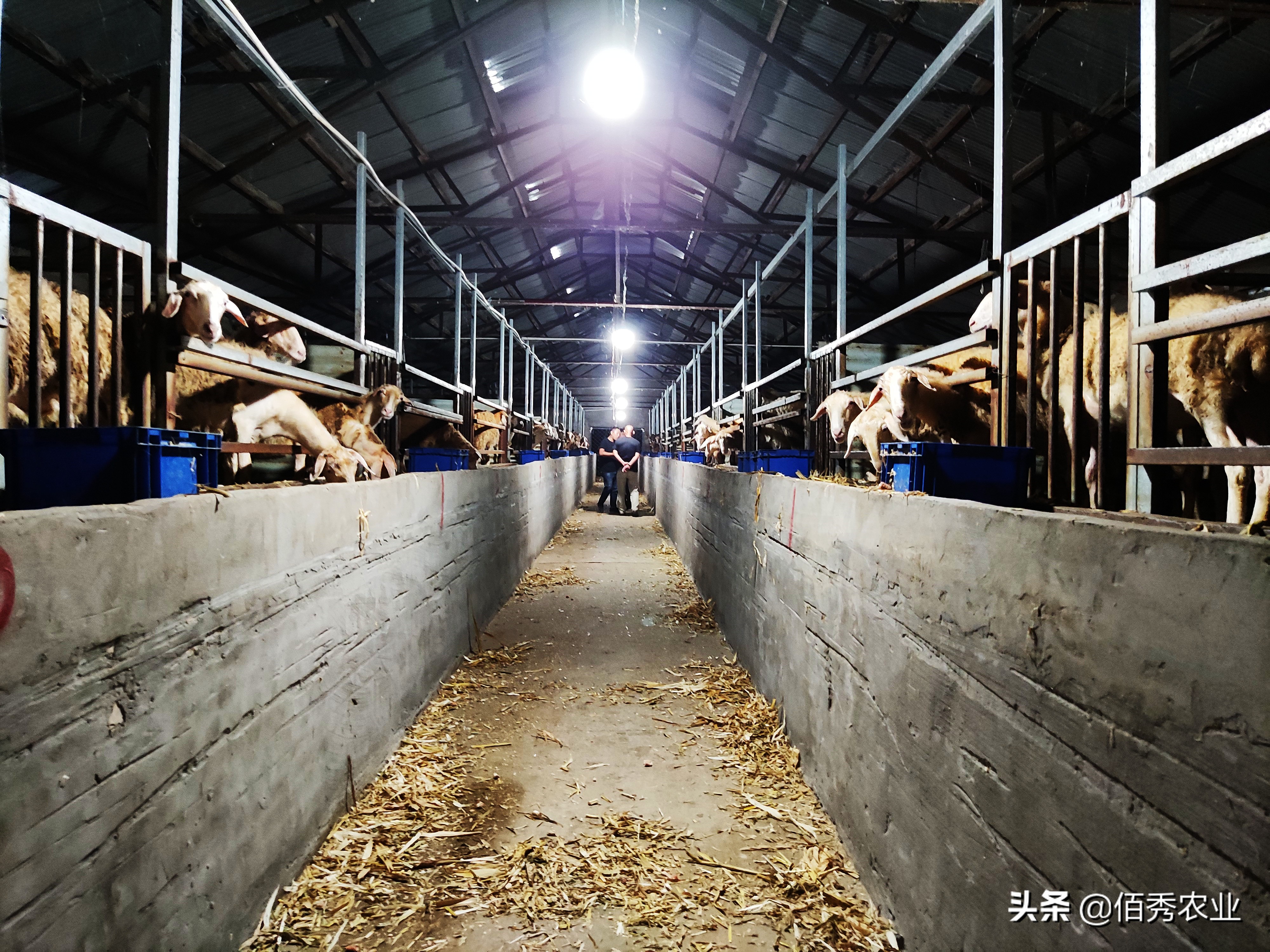 想致富搞养殖养羊好还是养牛好,养羊和养牛哪个更赚钱前途好