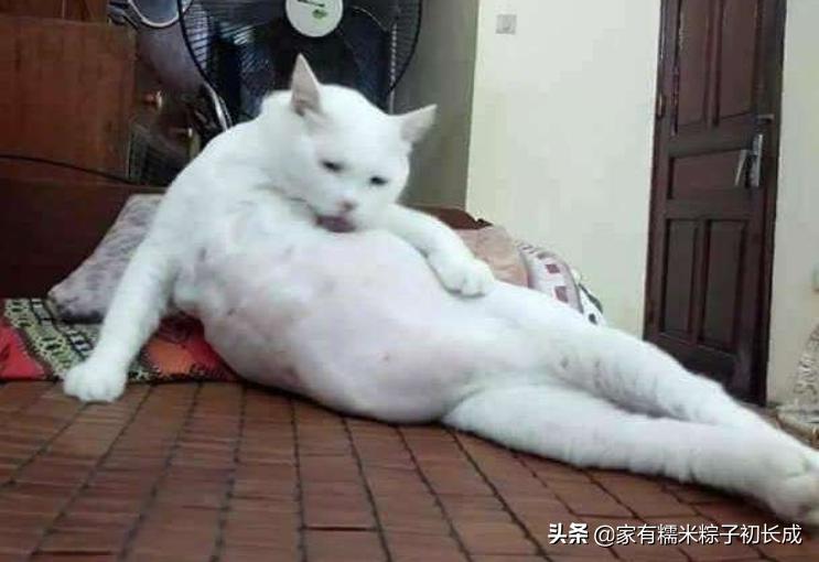 猫咪亲近人不再是玄学，这三招让你重获宠爱