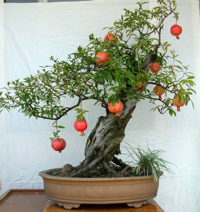 石榴盆栽的养殖方法和注意事项,室内适合养什么品种的石榴盆栽