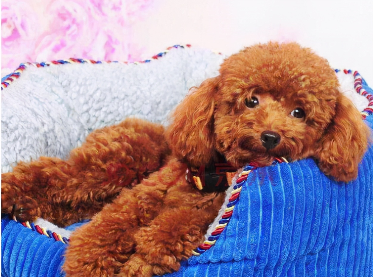 泰迪犬串串毛摸着粗糙是像土狗吗,如何区分泰迪犬纯种还是串