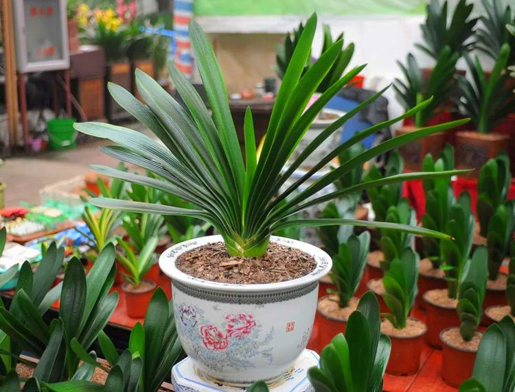 君子兰寓意,君子兰怎么辨别烂根