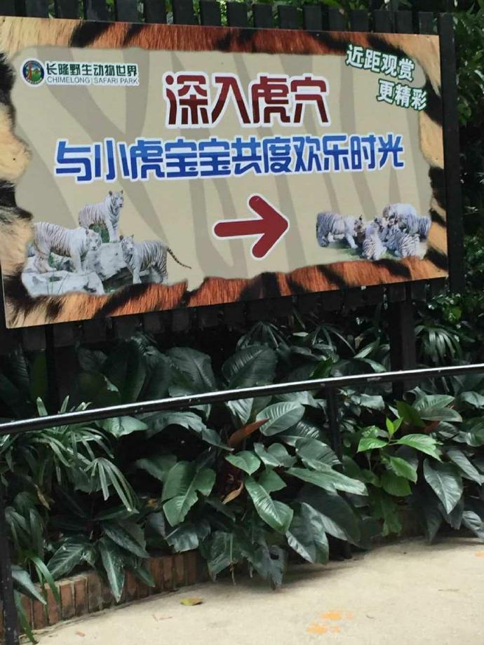 长隆野生动物园旅游攻略带娃,广州长隆动物园适合亲子游