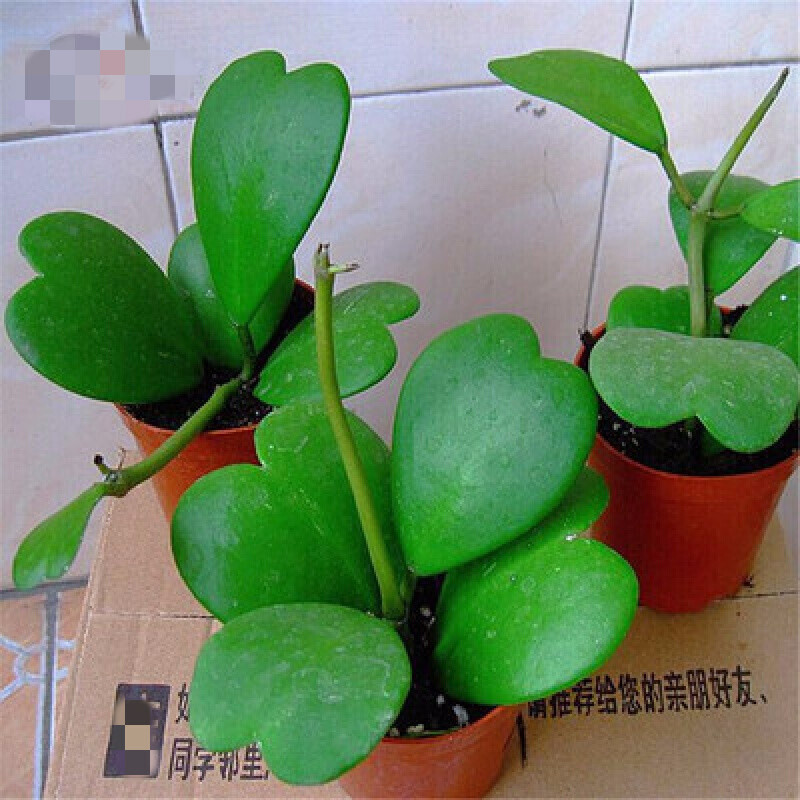 好养的盆栽花卉排名前十,盆栽花比较好养的有哪些