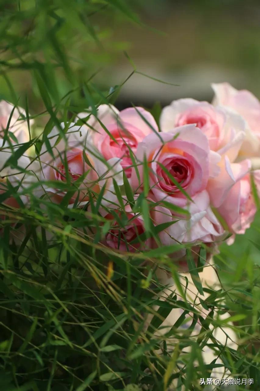 又一个十年,国产自育品种