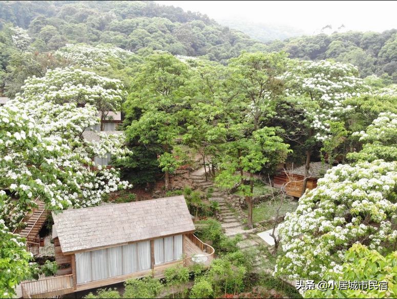 从化旅游景点大全樱花,从化樱花旅游景点