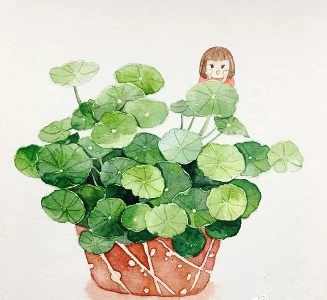 铜钱草爆盆的正确方法,如何让铜钱草快速爆盆