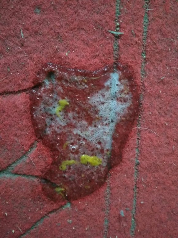 金毛得了肠胃炎能喝水吗,金毛肠胃炎吊了3针多久会好