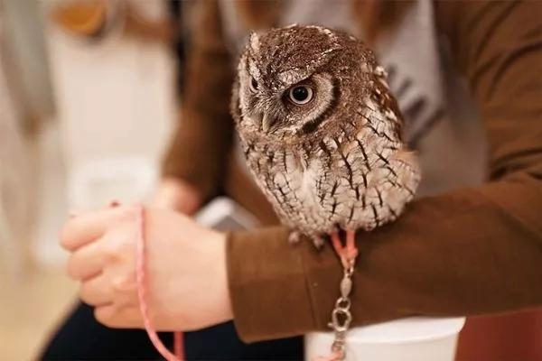 秋叶原游览指南,秋叶原一条街攻略