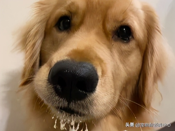下巴胡须白花花!金毛嘴巴紧闭,双眼无辜卖萌:偶可没有偷吃