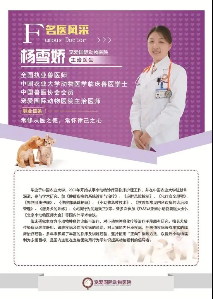 猫咪意外受到重伤怎么治疗,猫咪被车撞了怎么急救