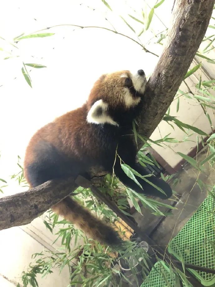 图集|如果侃爷当了美国总统，大家岂不是可以看第一夫人开车？