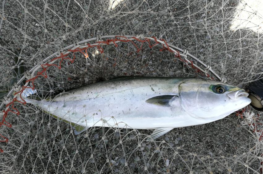 江户前菜品,江户前美食攻略