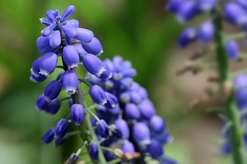 钃濈传鑹茬殑鑺辨湁鍑犵,10绉嶈秴缇庣殑娴呯传鑹茶姳