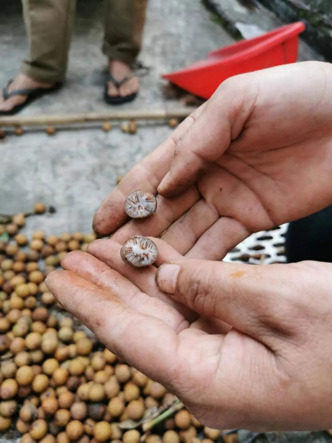 星月五指山料和毛感料区别,海南毛感星月介绍