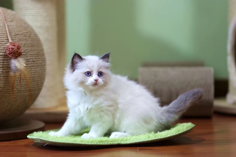 开猫舍店需要准备什么,开猫舍赚钱吗