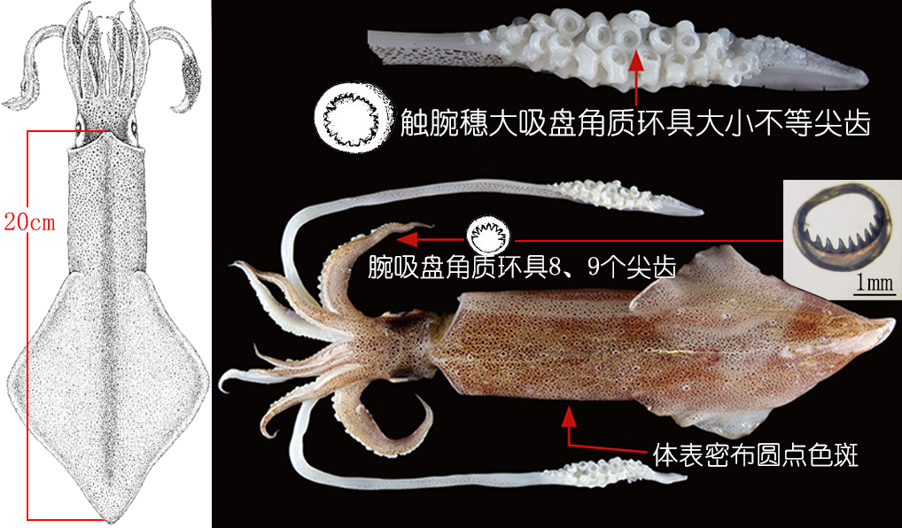 海鲜认知大全,海鲜认知大全虾