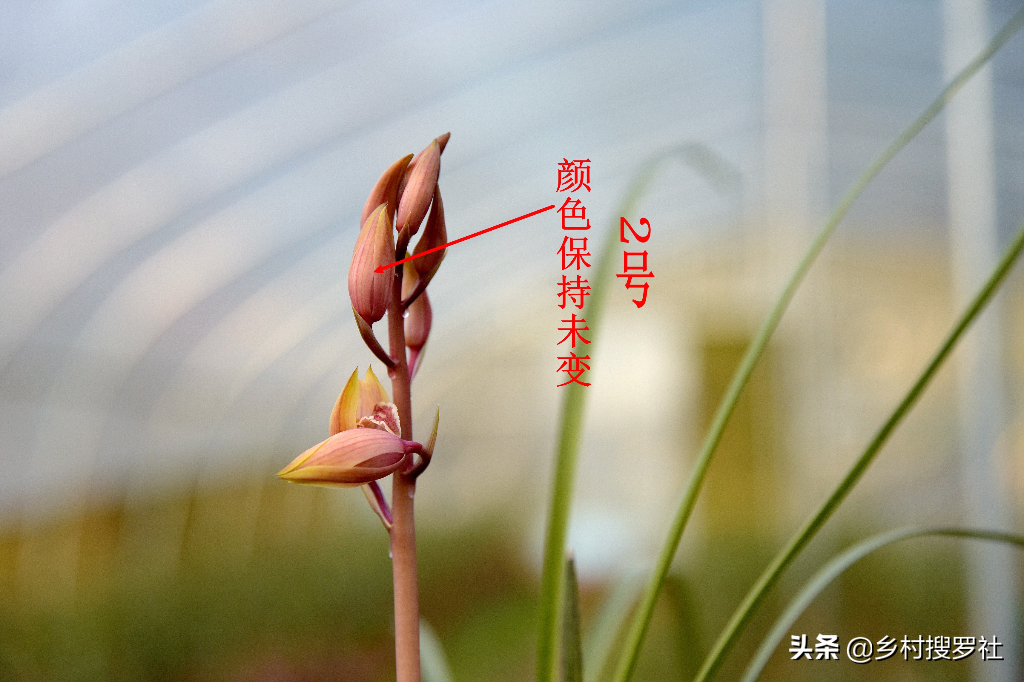 怎么通过花苞判断兰花开什么花,兰花要达到一个怎样的标准才开花