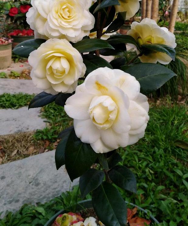 此花花色繁多有淡香味易养易成活,正黄旗茶花开花图片