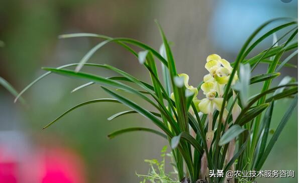 兰花识别,兰花识别看叶方法