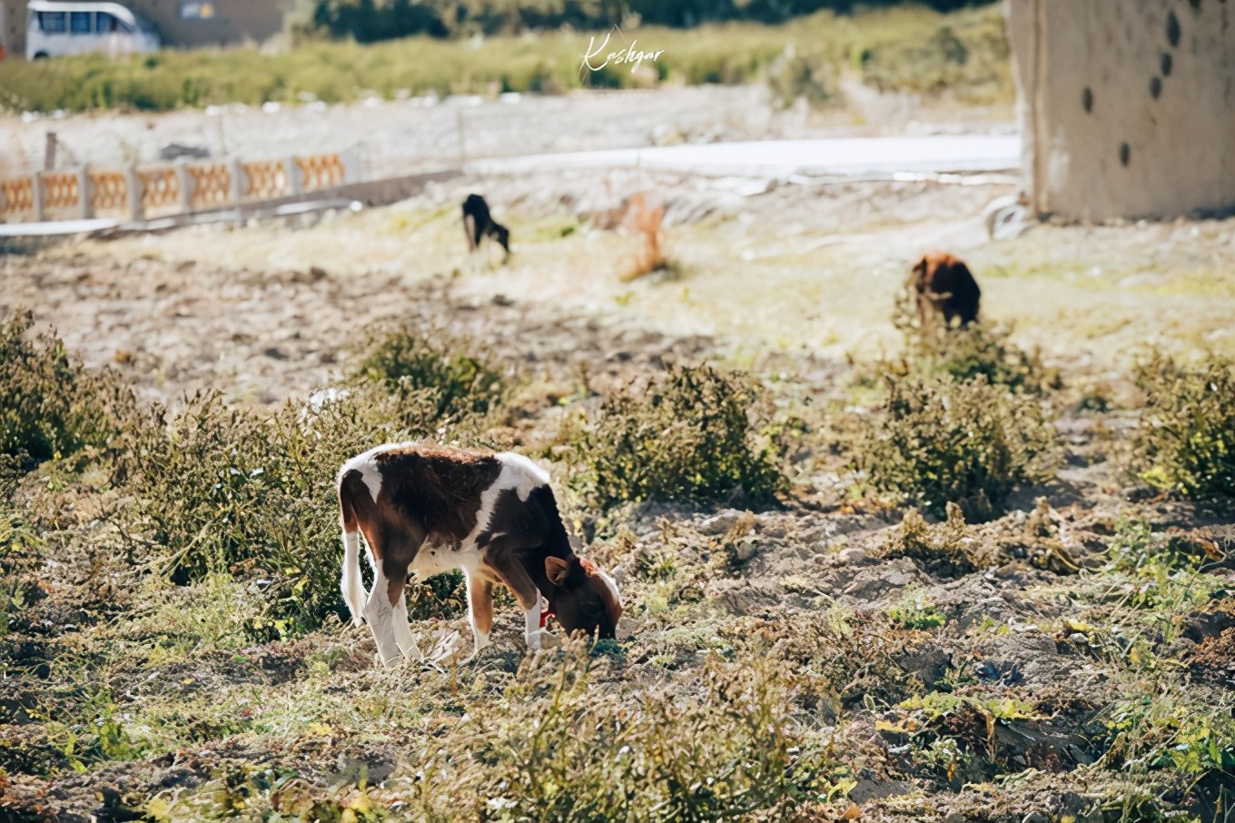 大美*疆新**，一个快递不包邮的地方，藏着不一样的异域风情