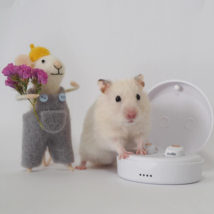 仓鼠试吃肥宅快乐水，因味道太好表示还要喝，但主人坚决不喂