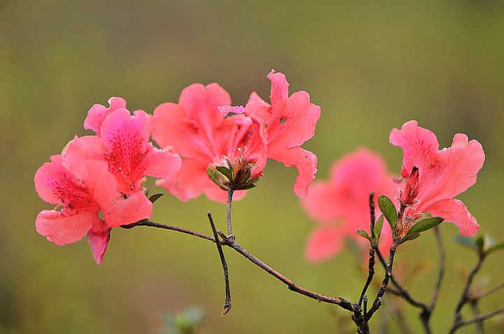 景物描写优秀作文5篇,写作景物描写的方法