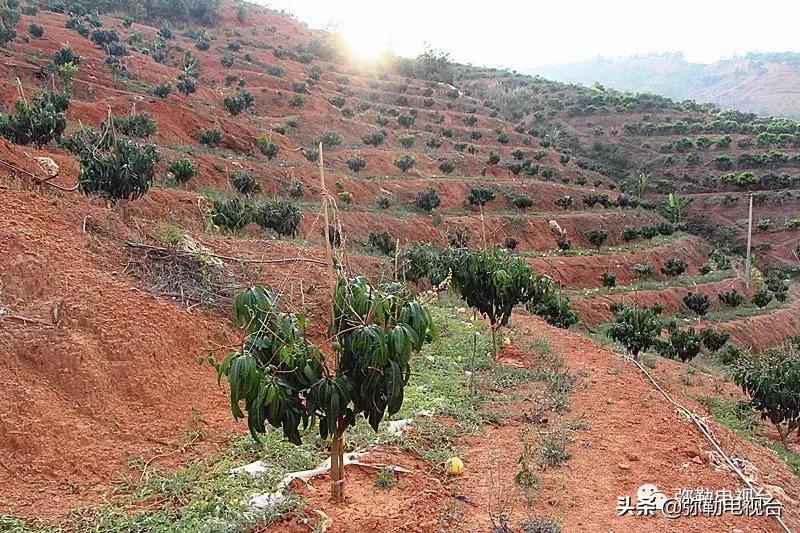 弥勒千亩西瓜熟了！黄心瓜、红心瓜、小香瓜…你喜欢哪种？